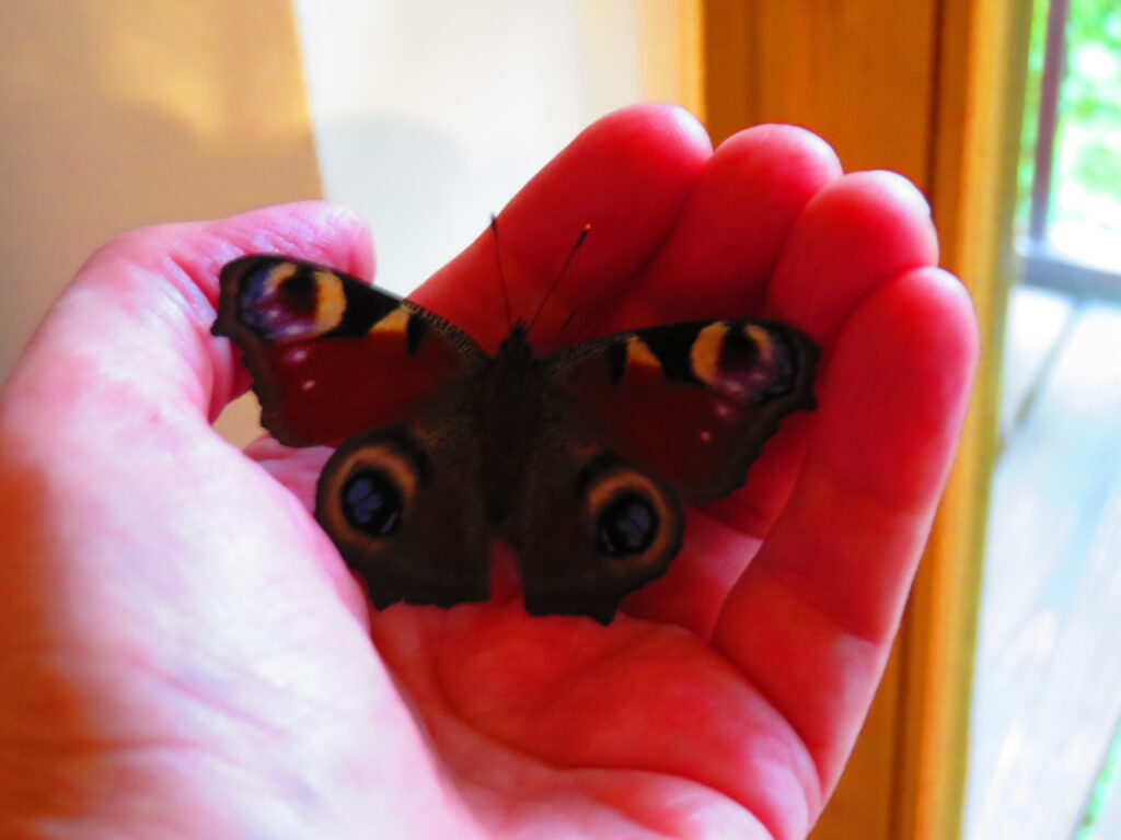 Schmetterling in meiner Hand