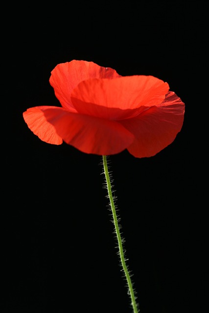 Klatschmohn