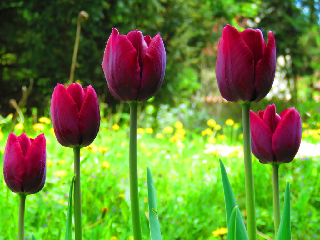 Tulpen rot