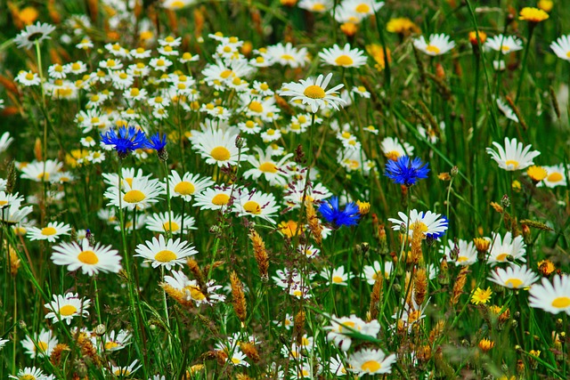 Margeritenwiese