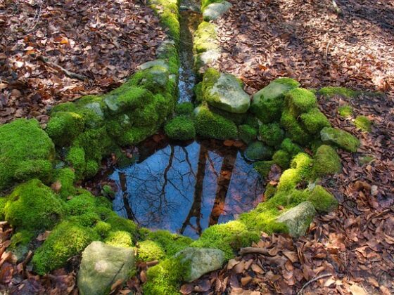 Brunnen im Wald