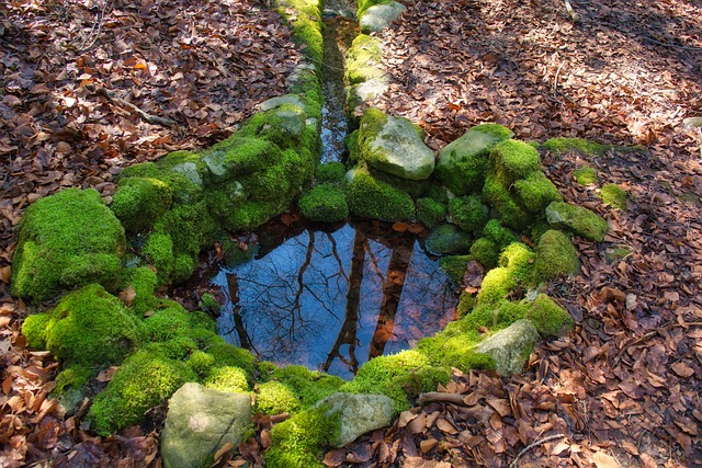 Brunnen im Wald