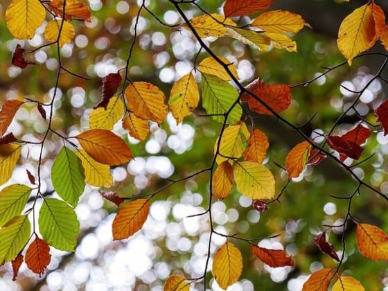 Herbstlaub