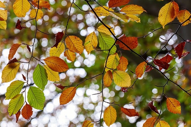 Herbstlaub