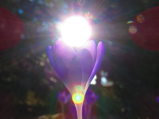 Krokus im Gegenlicht